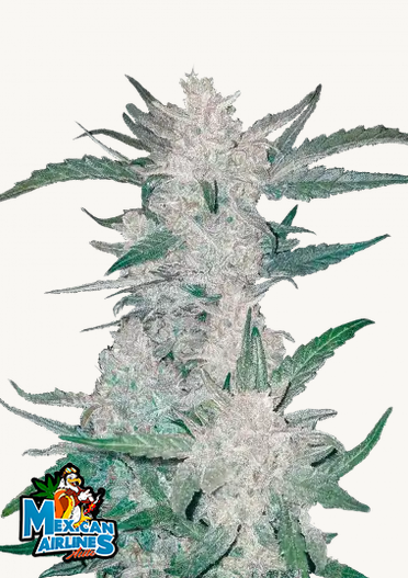 Mexican Airlines AutoCannabissamen Fast Buds (1).png